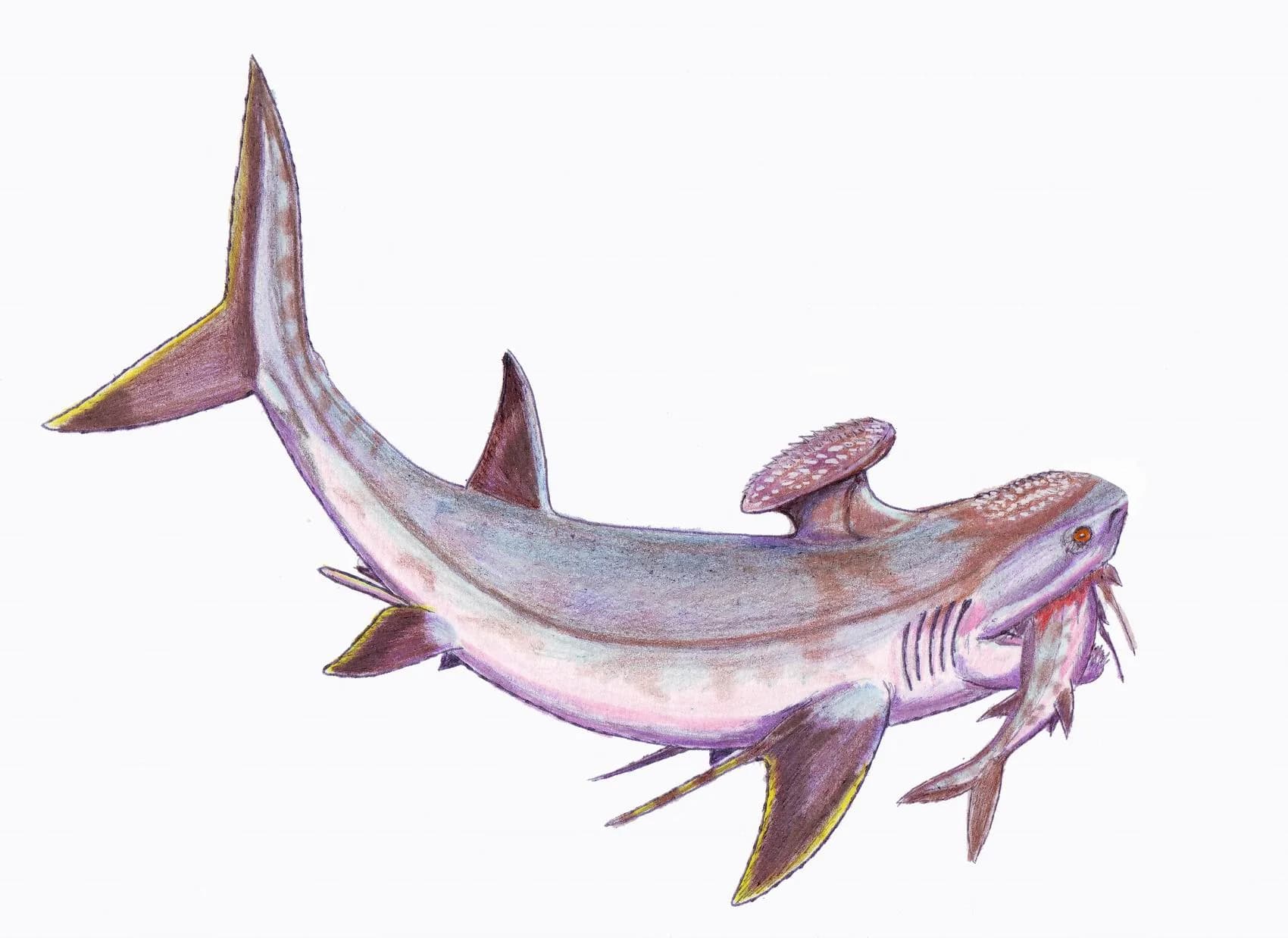 Stethacanthus altonensis