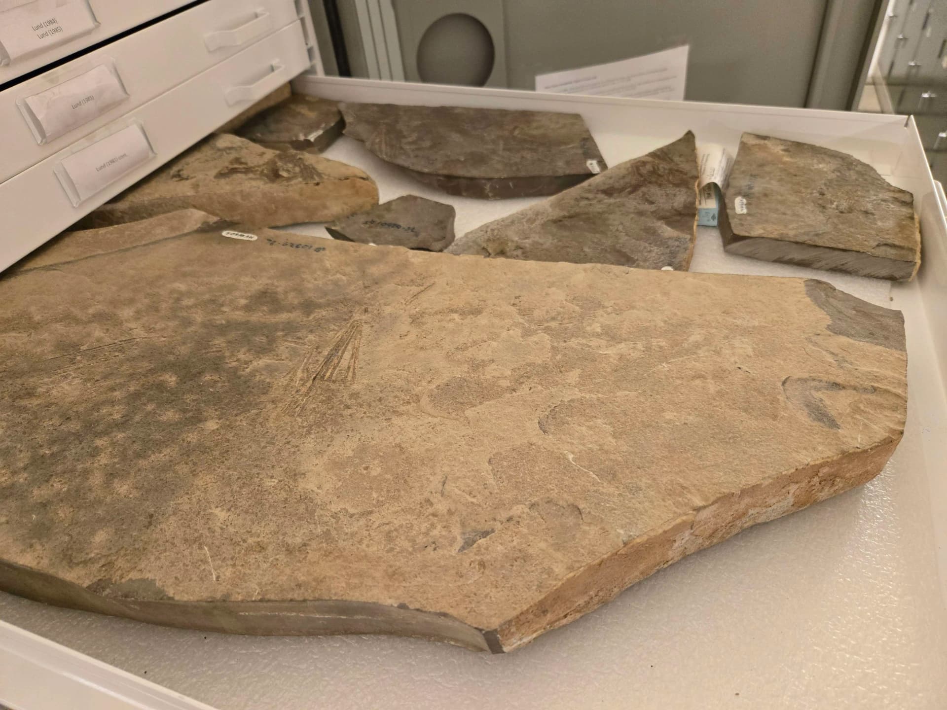 Fossile de Stethacanthus productus du Bear Gulch Limestone