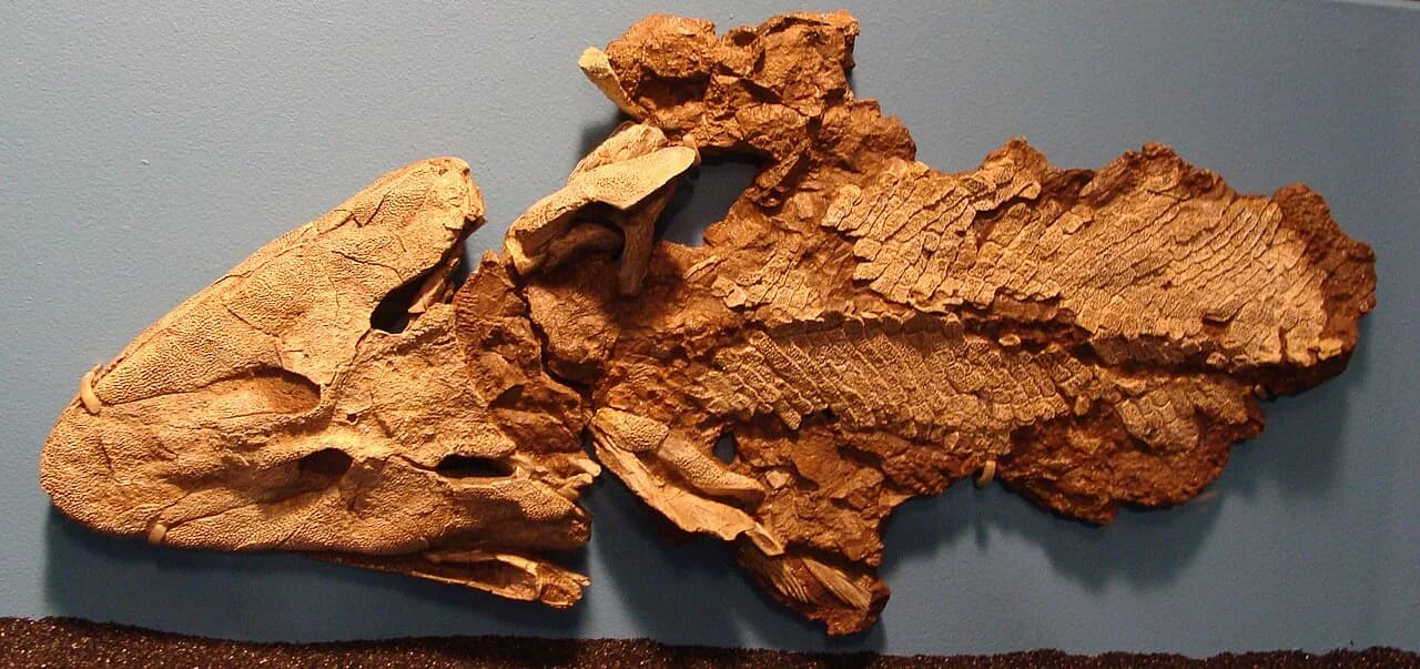 Reconstitution de Tiktaalik roseae