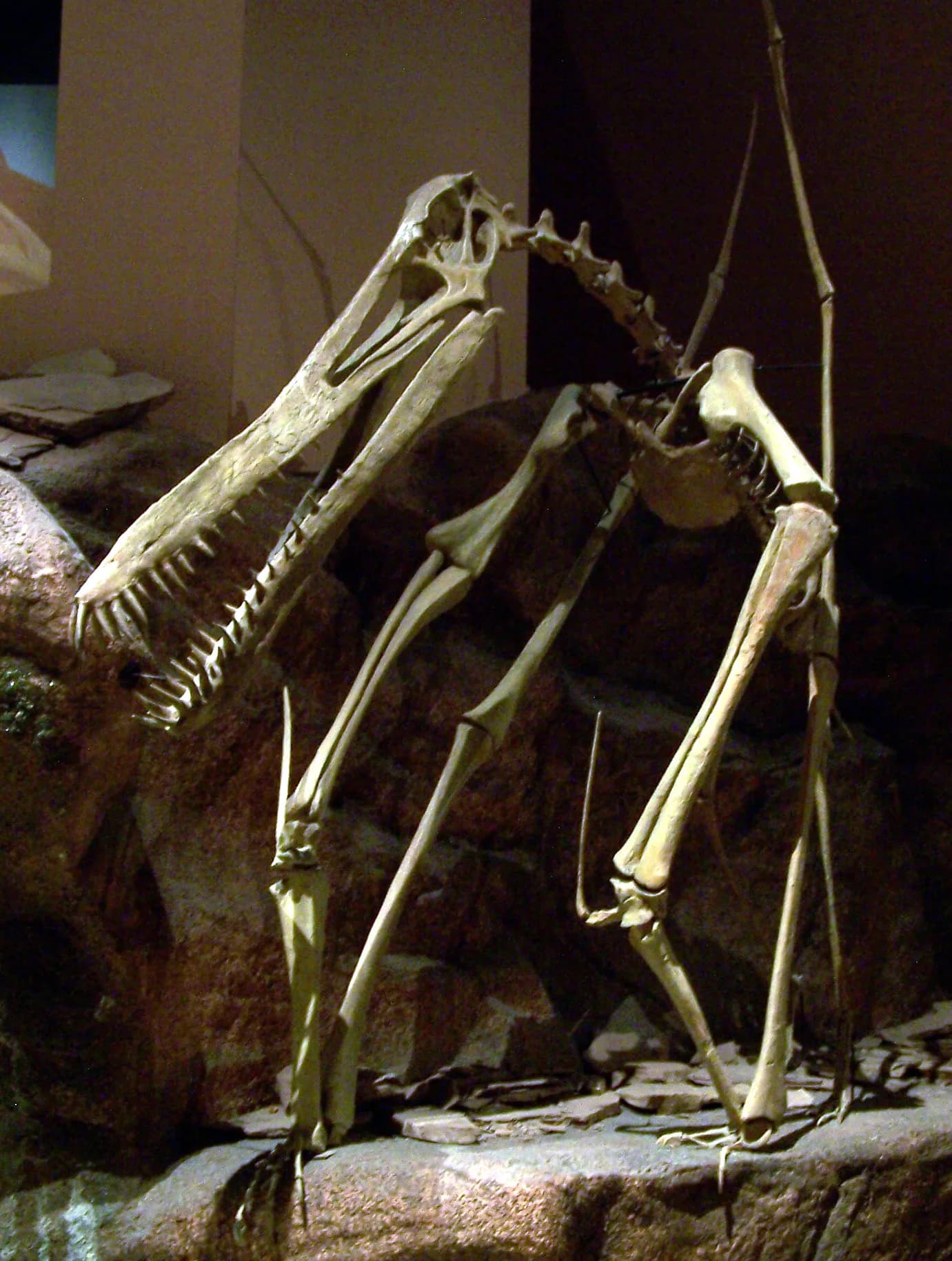 Squelette monté d'Anhanguera au North American Museum of Ancient Life