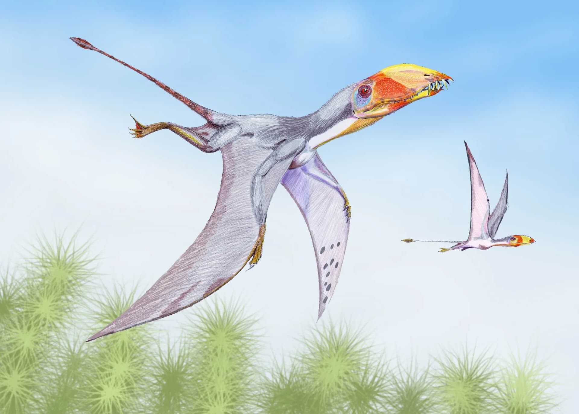 Dimorphodon macronyx