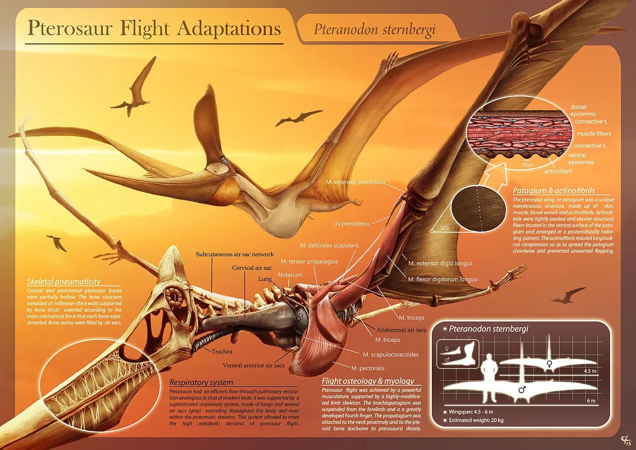Pteranodon