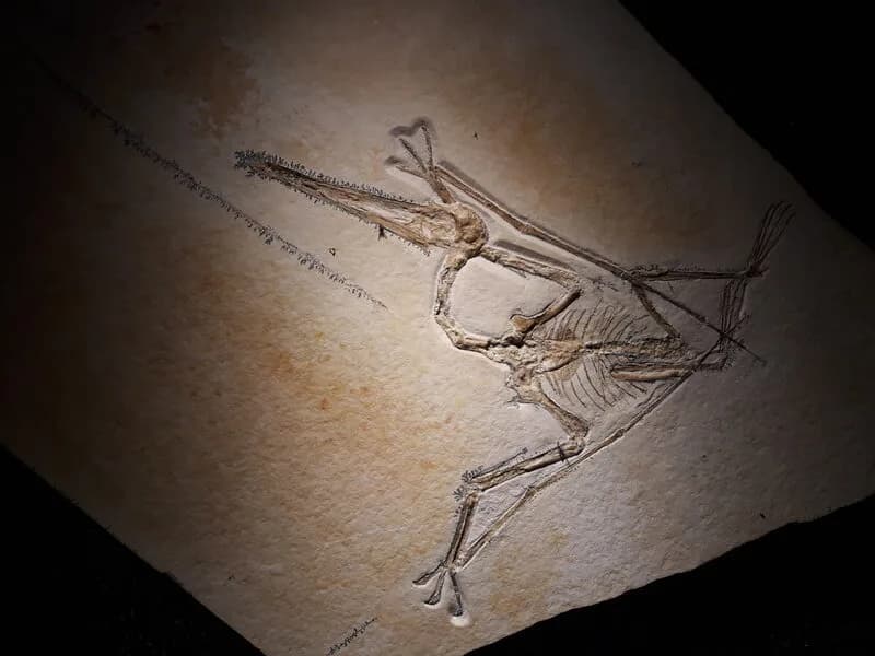 Fossile de Pterodactylus antiquus du calcaire de Solnhofen
