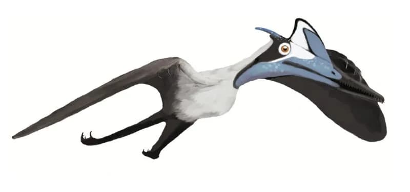 Reconstitution de Pterodactylus antiquus