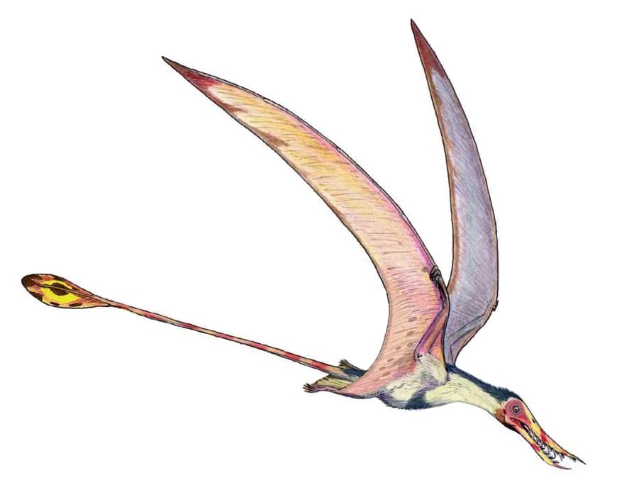 Rhamphorhynchus muensteri