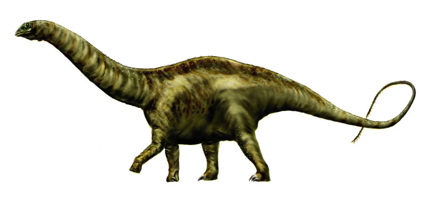 Reconstitution d'Apatosaurus louisae
