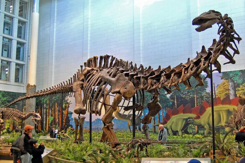 Squelette monté d'Apatosaurus louisae