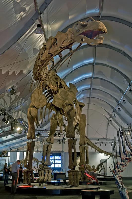 Squelette monté d'Argentinosaurus huinculensis