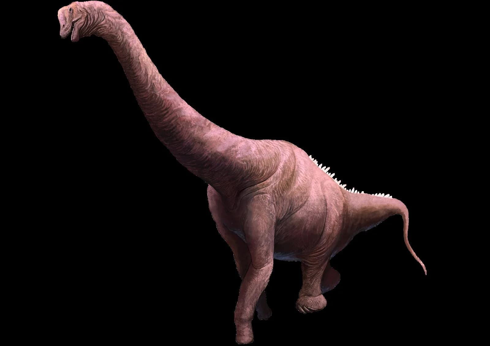 Brachiosaurus altithorax