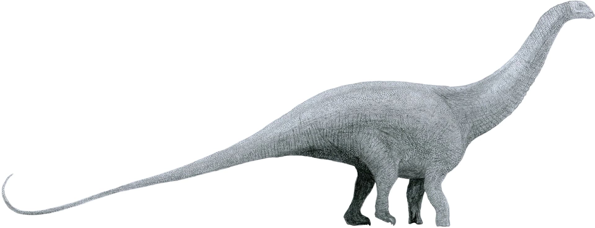 Brontosaurus excelsus