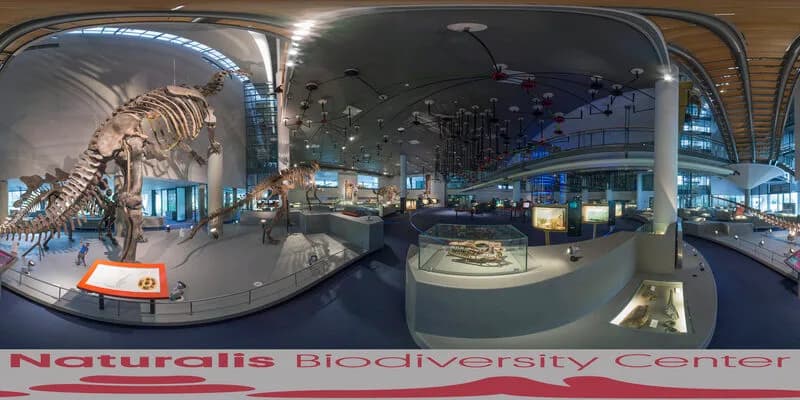 Squelette de Camarasaurus au Naturalis Biodiversity Center