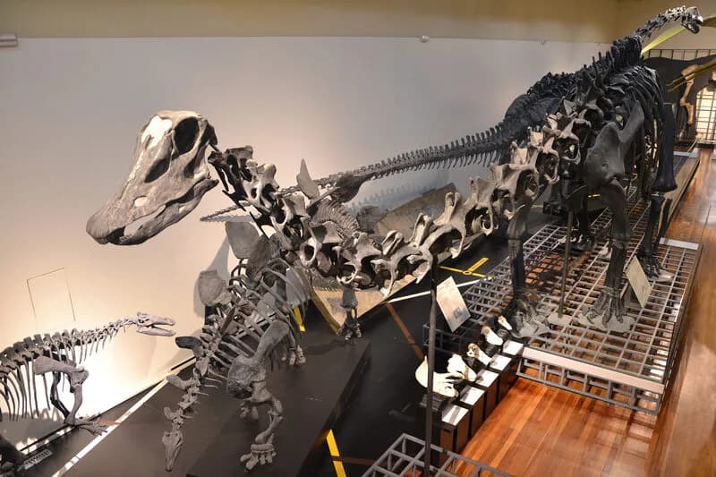 Réplique du squelette de Diplodocus carnegii, MNCN