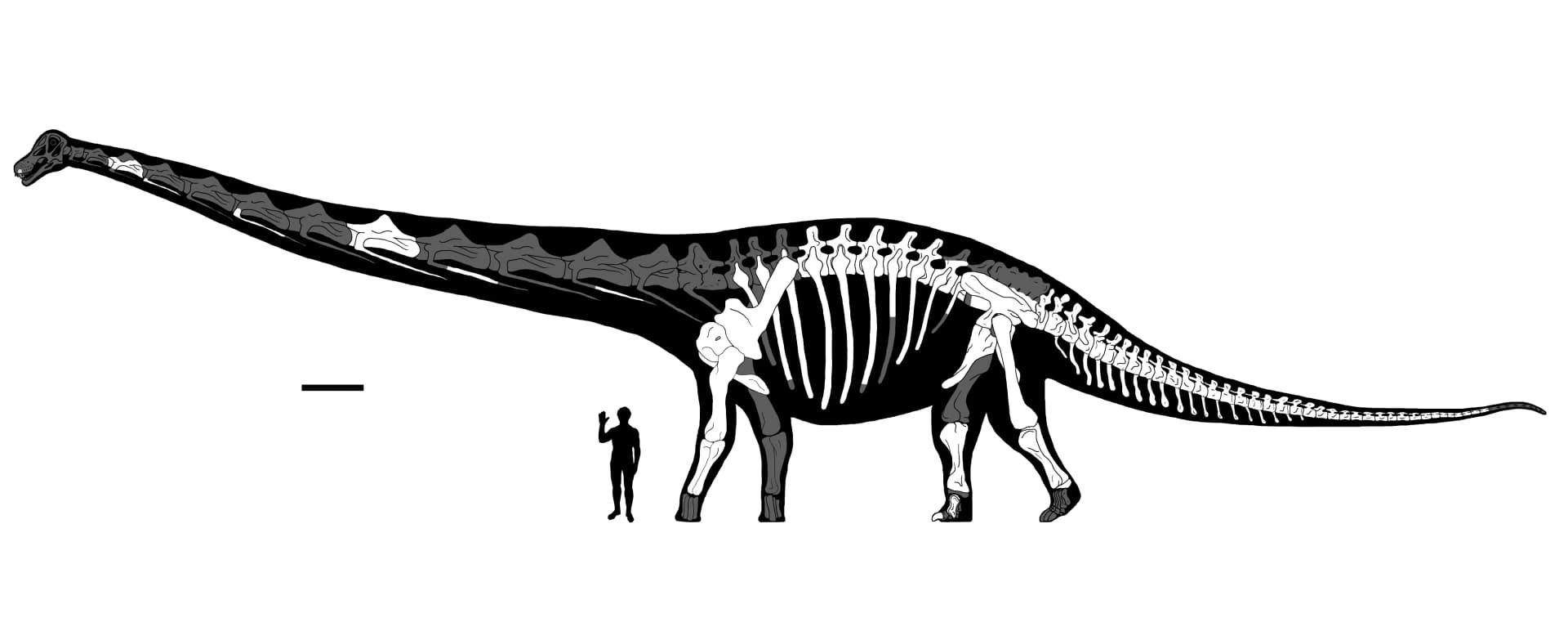 Reconstitution scientifique de Dreadnoughtus schrani