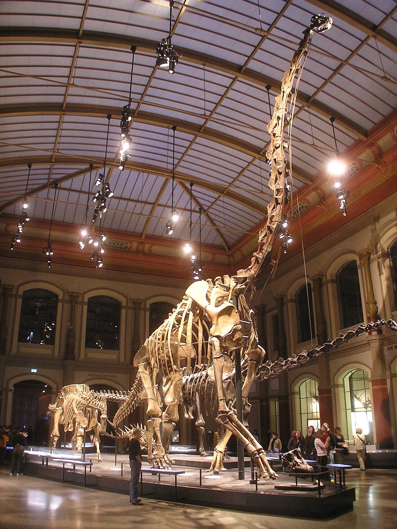 Squelette monté de Giraffatitan au Naturkundemuseum de Berlin