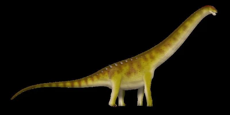 Reconstitution de Patagotitan mayorum