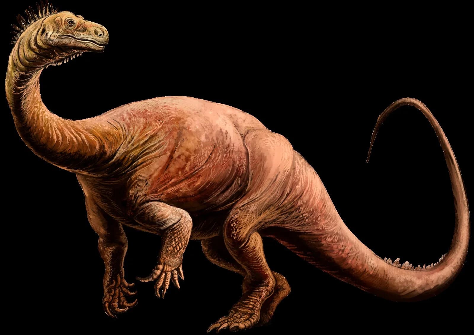 Reconstitution de Plateosaurus engelhardti