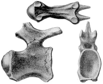Illustration de Titanosaurus