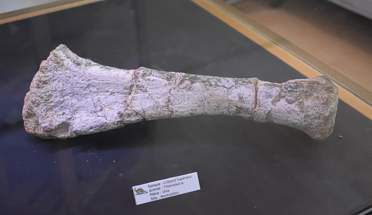 Fossile de titanosaure à Cruzy