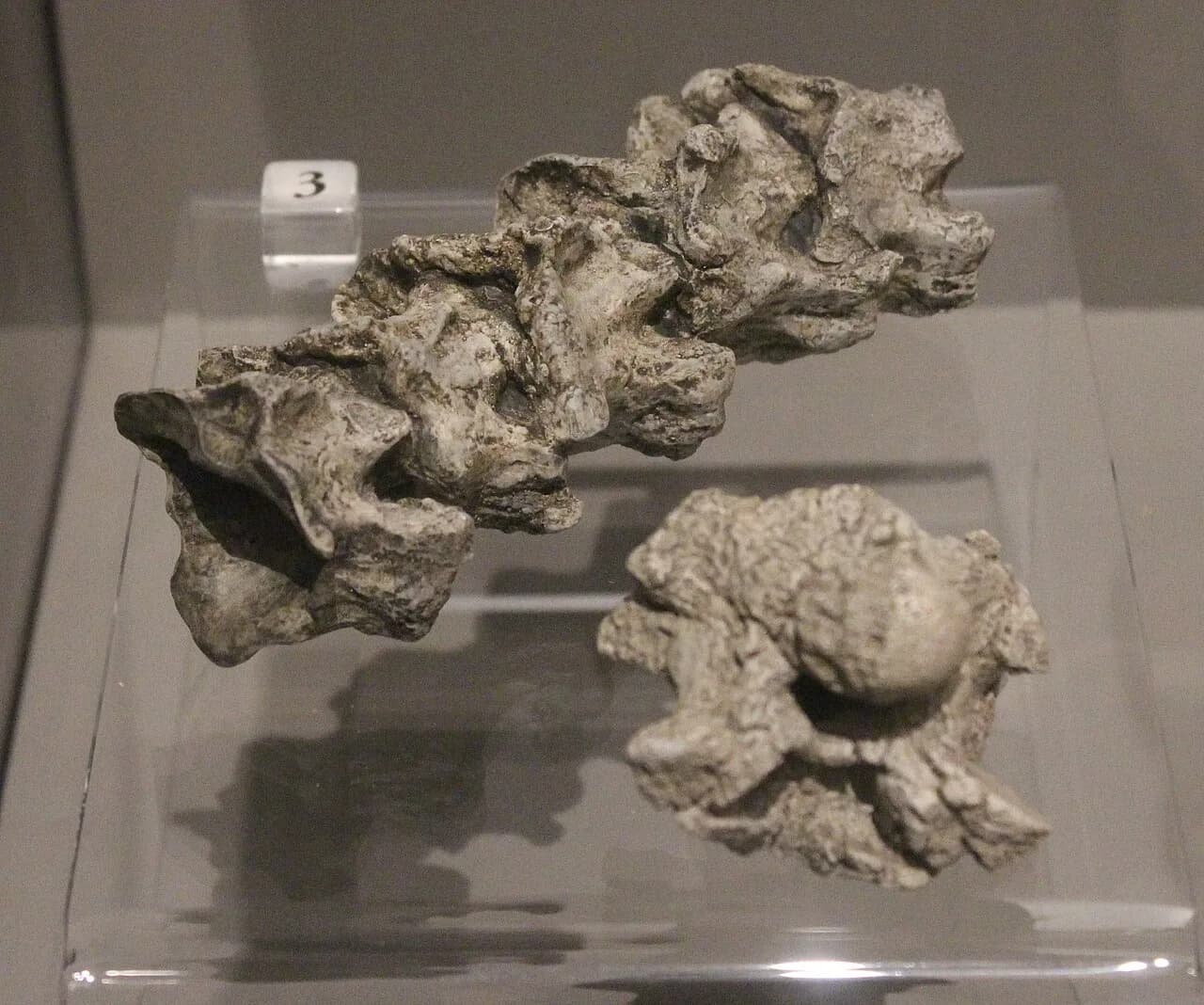 Gigantophis garstini