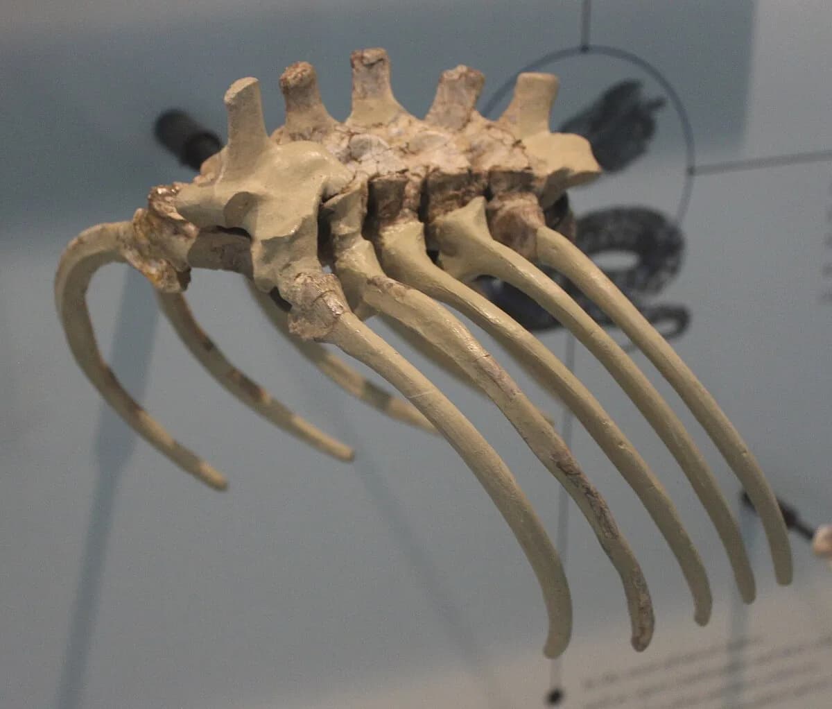 Holotype de Madtsoia au Muséum américain d'histoire naturelle