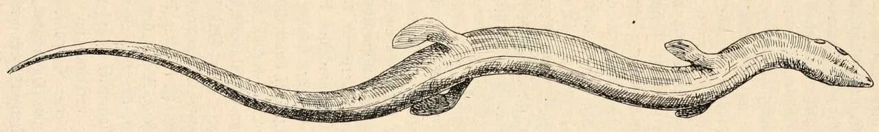 Reconstitution d'Adriosaurus microbrachis