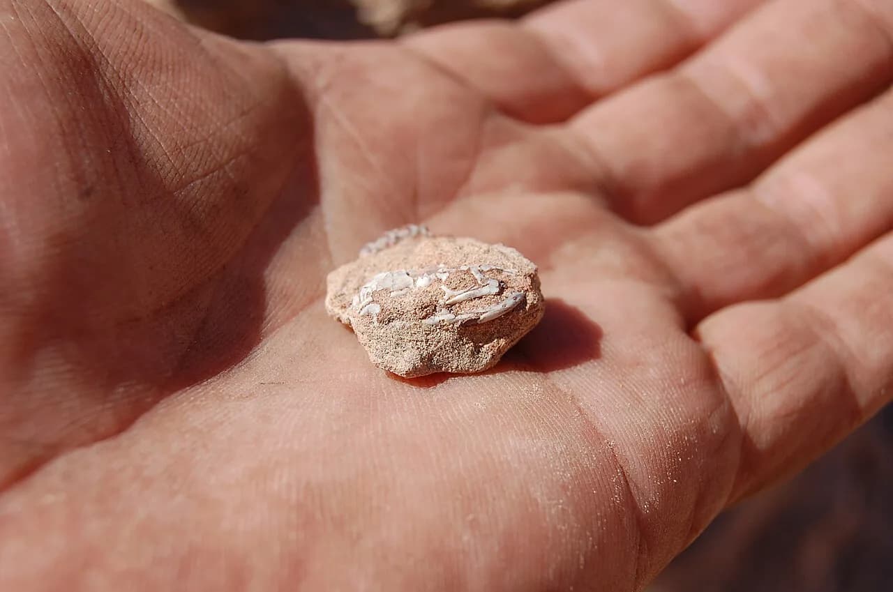 Crâne fossile de Najash rionegrina