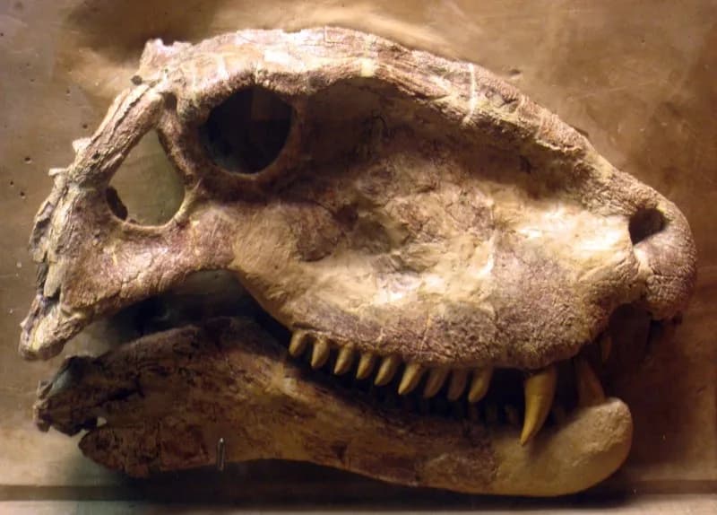 Dimetrodon grandis
