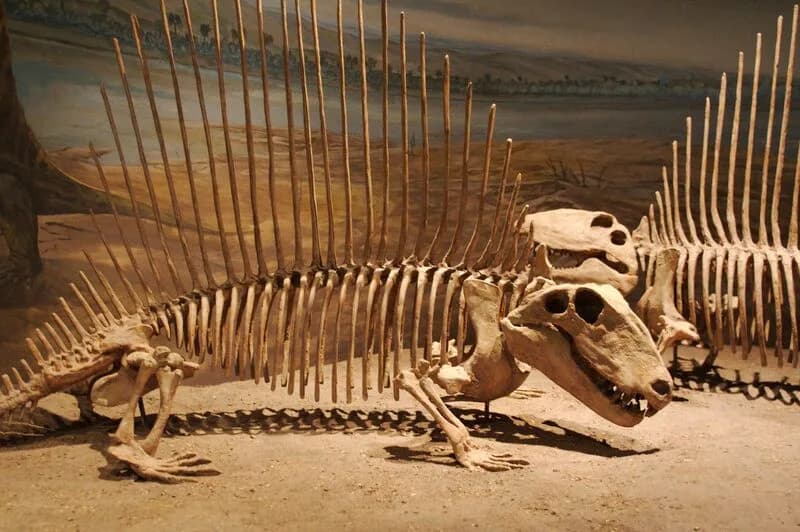 Reconstitution de Dimetrodon grandis dans son environnement permien