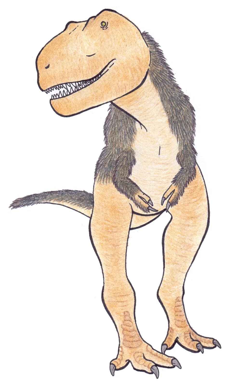 Reconstitution d'Albertosaurus sarcophagus