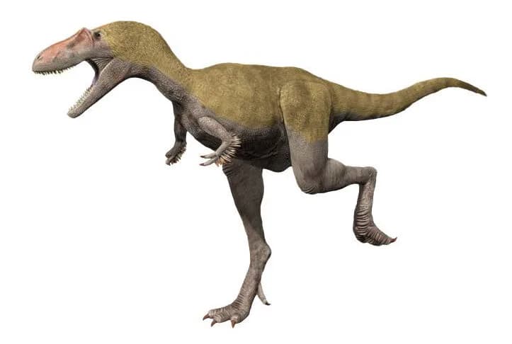 Reconstitution d'Albertosaurus sarcophagus