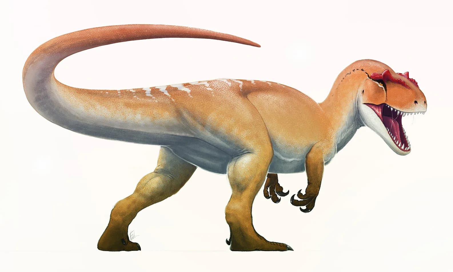 Reconstitution d'Allosaurus fragilis