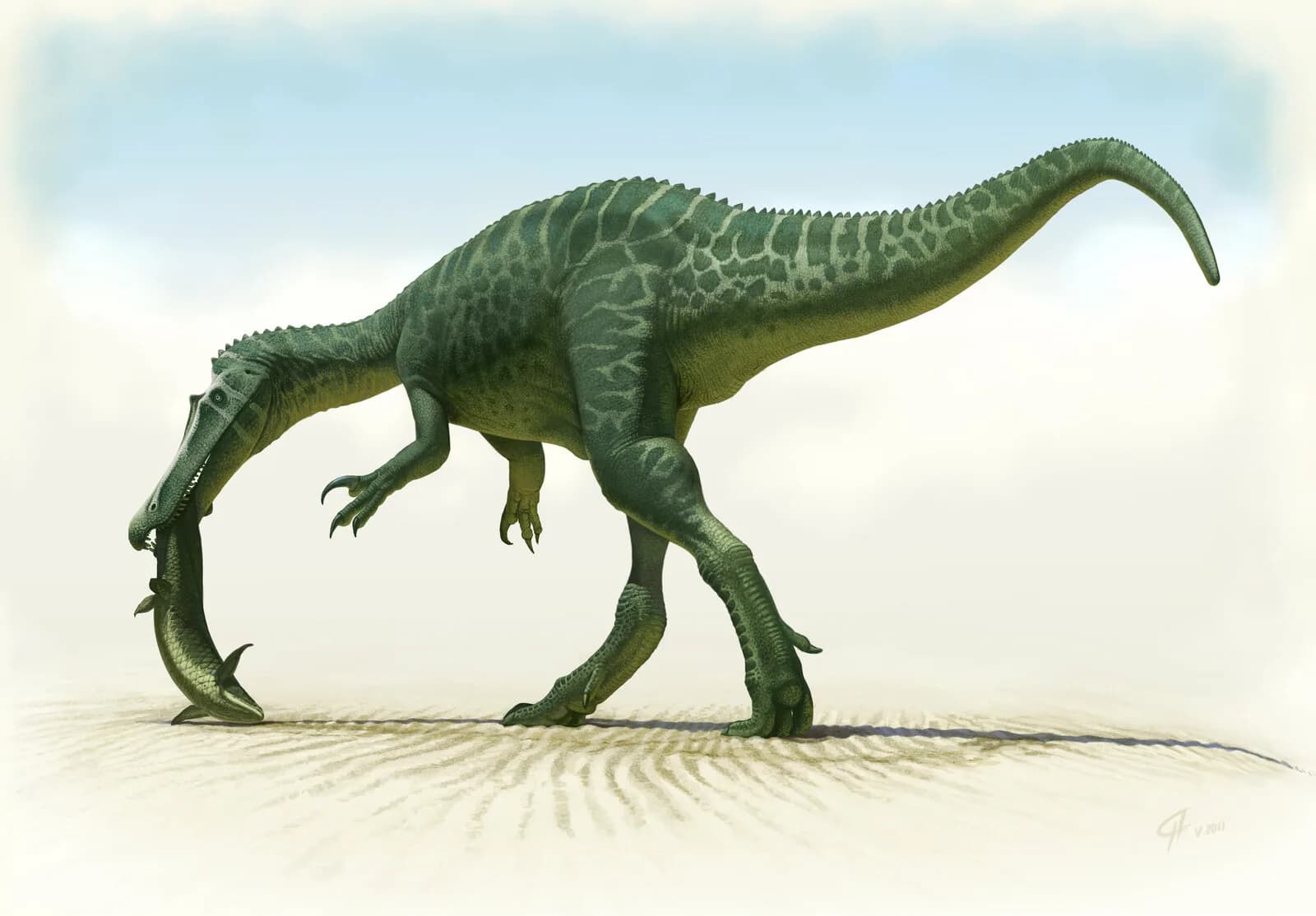 Baryonyx walkeri