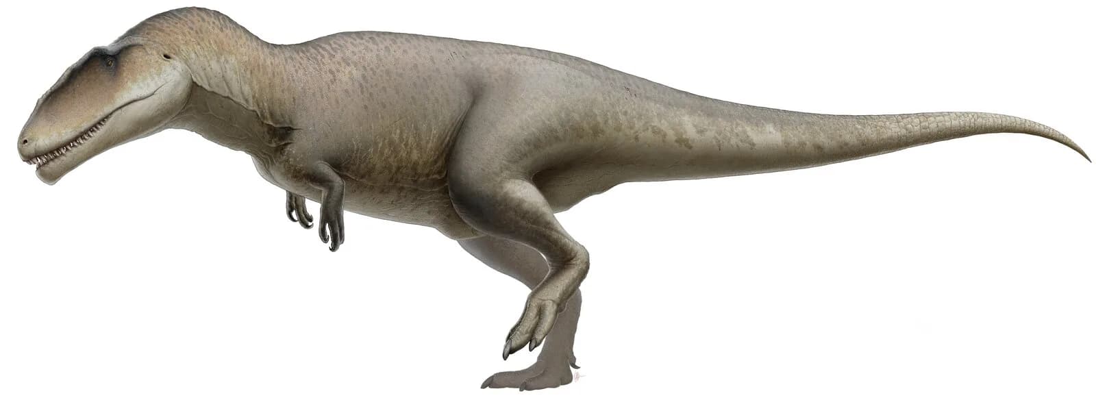 Carcharodontosaurus saharicus