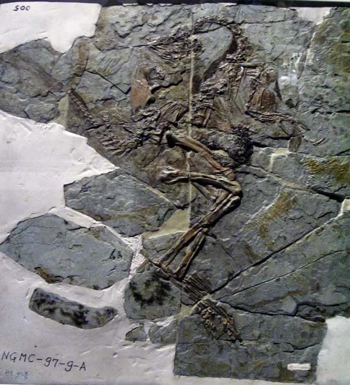 Fossile de Caudipteryx zoui montrant les empreintes de plumes