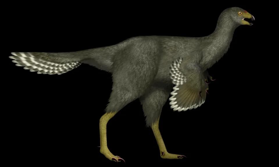 Reconstitution artistique de Caudipteryx avec son plumage