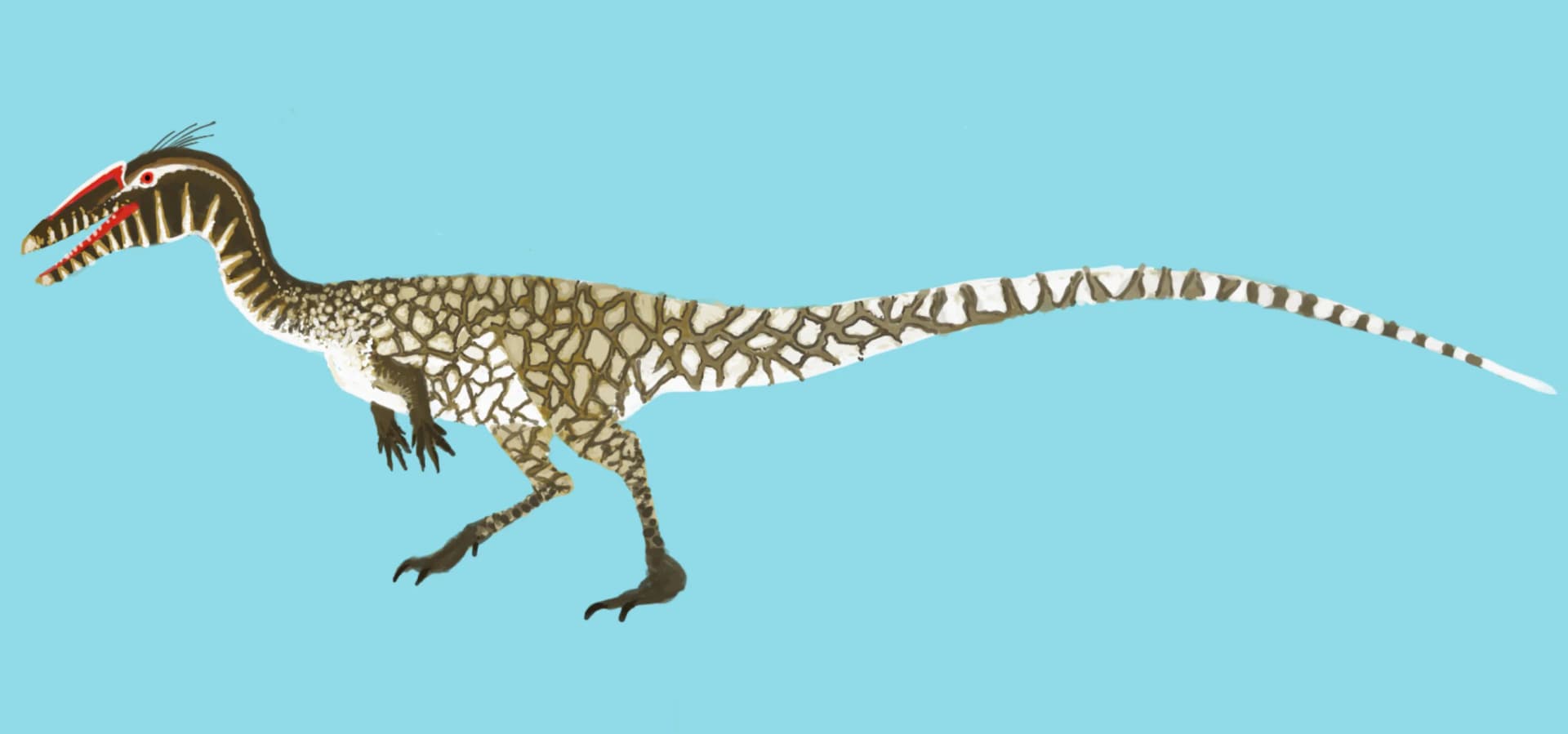 Coelophysis bauri