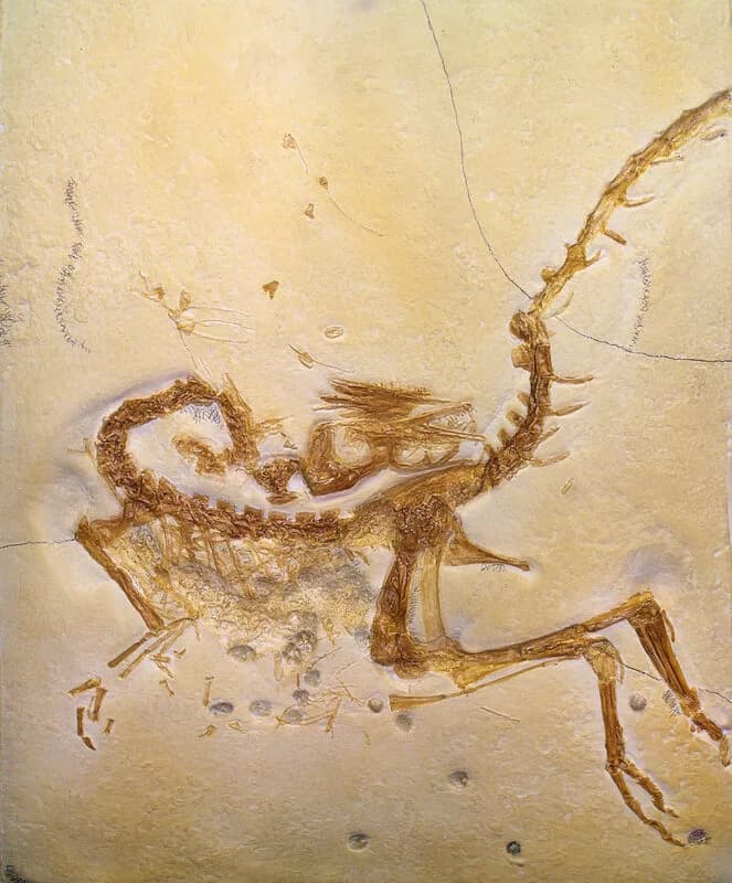 Compsognathus longipes