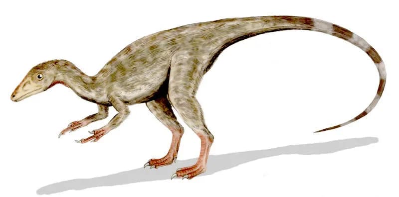 Reconstitution de Compsognathus longipes