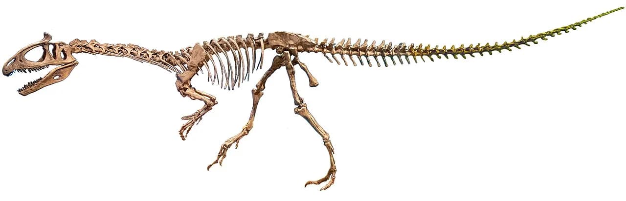 Squelette de Cryolophosaurus