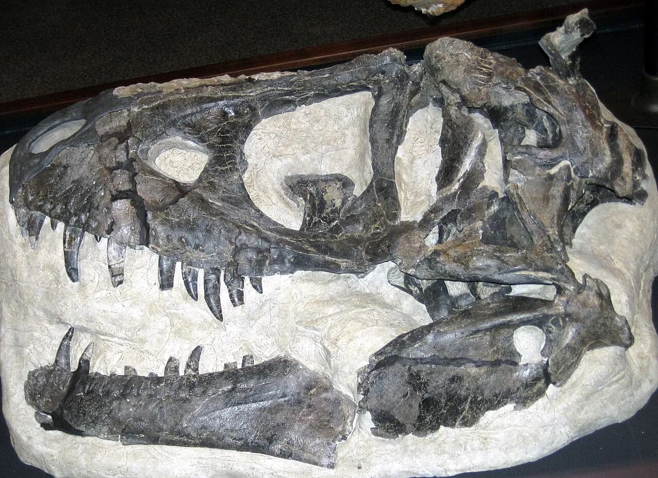 Squelette monté de Daspletosaurus horneri en musée