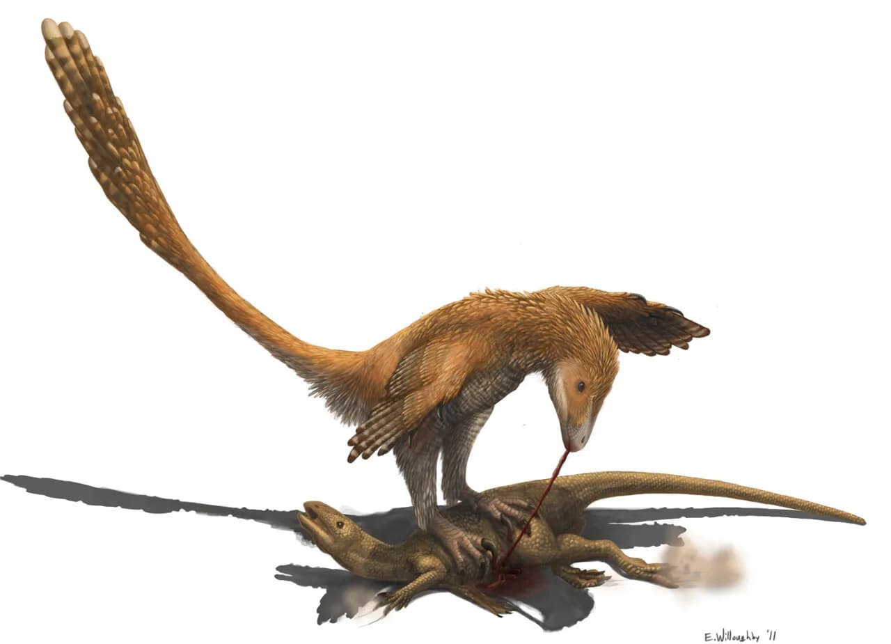 Deinonychus antirrhopus