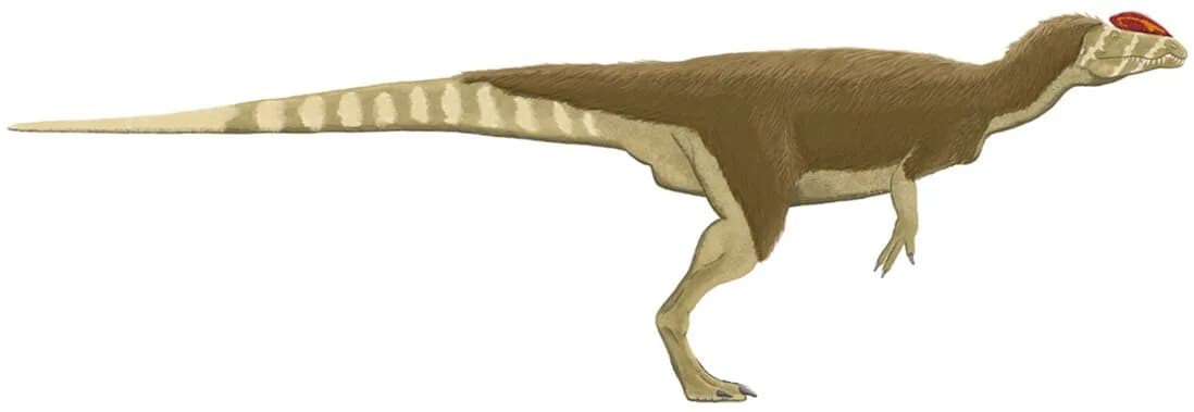 Reconstitution de Dilophosaurus wetherilli