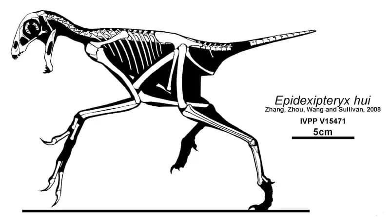 Fossile d'Epidexipteryx montrant les impressions de plumes