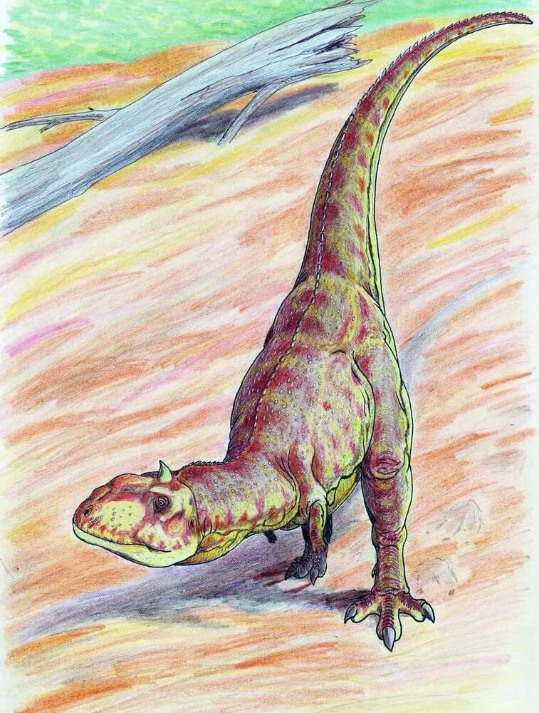 Majungasaurus crenatissimus