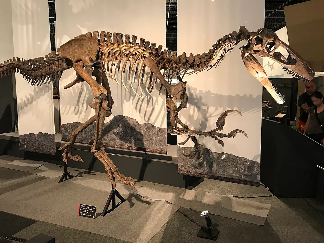 Squelette monté de Megaraptor