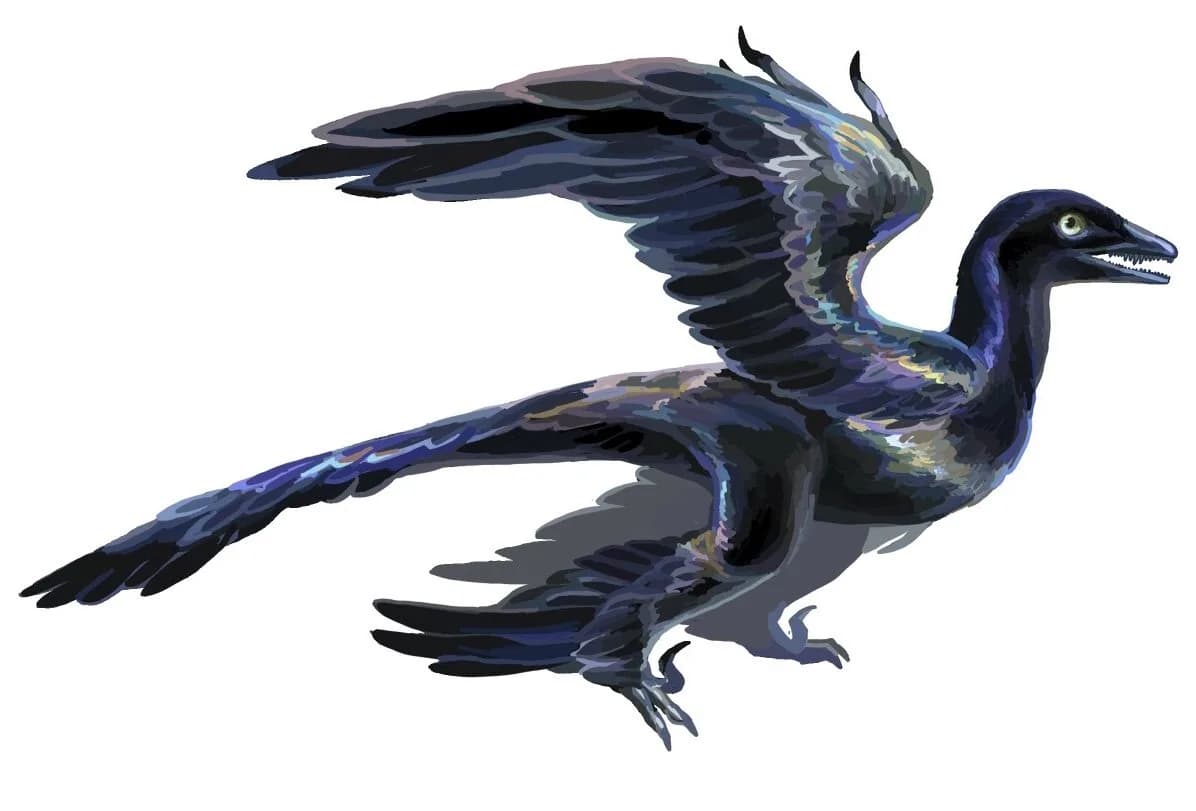 Microraptor zhaoianus