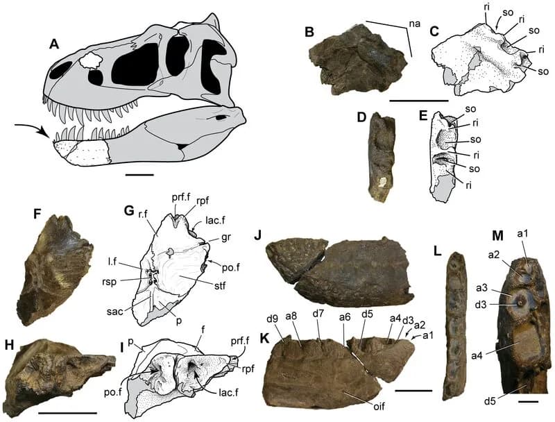Fragments fossiles de Nanuqsaurus hoglundi