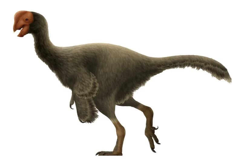 Reconstitution d'Oviraptor philoceratops