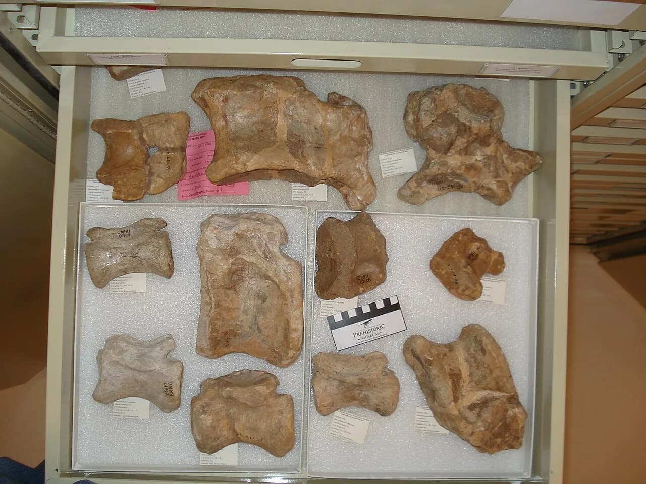 Saurophaganax maximus