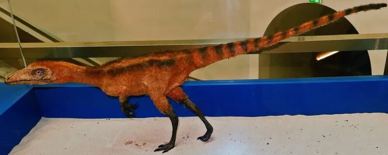 Modèle de Sinosauropteryx prima